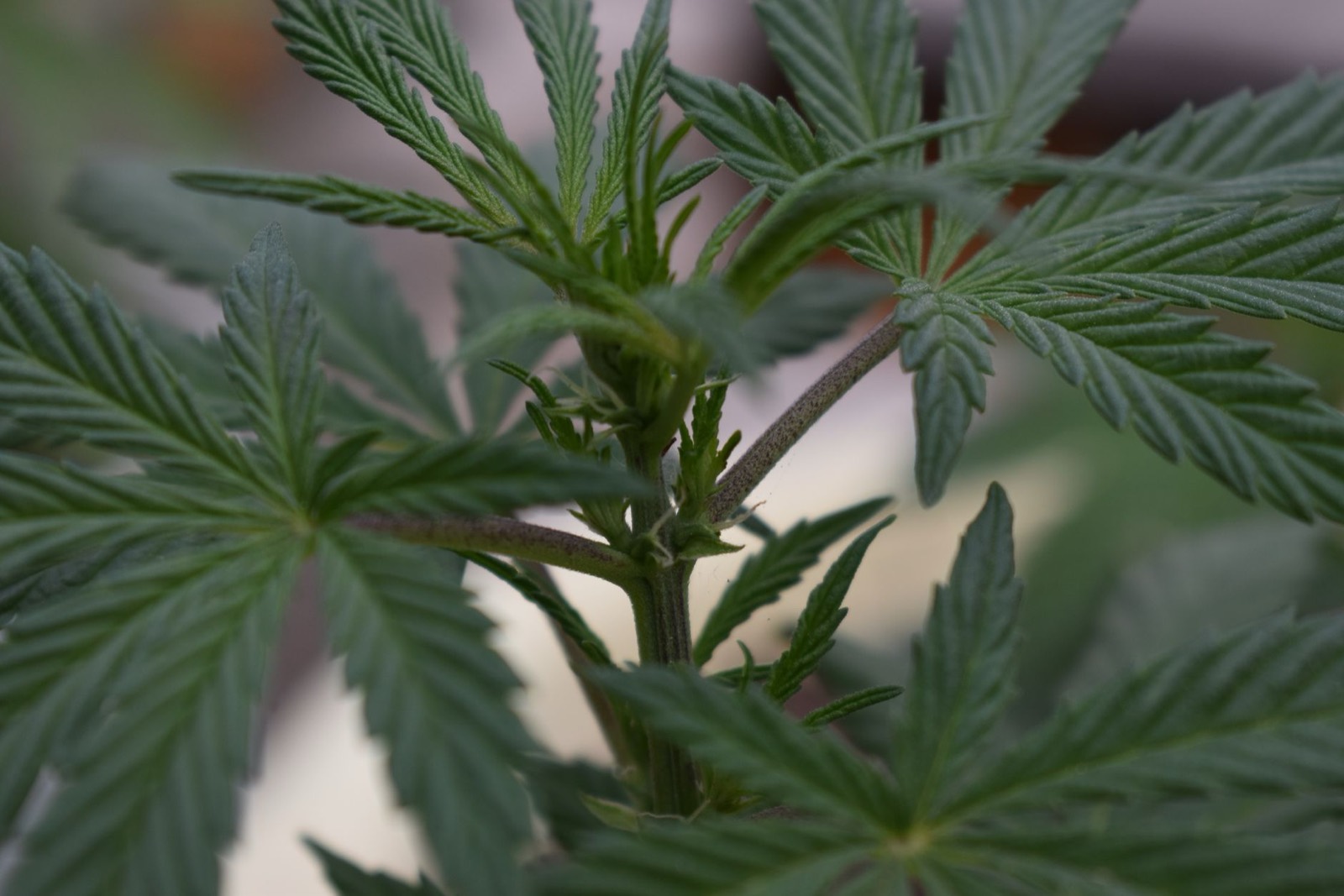 Cannabis plants growing under controlled indoor cultivation conditions