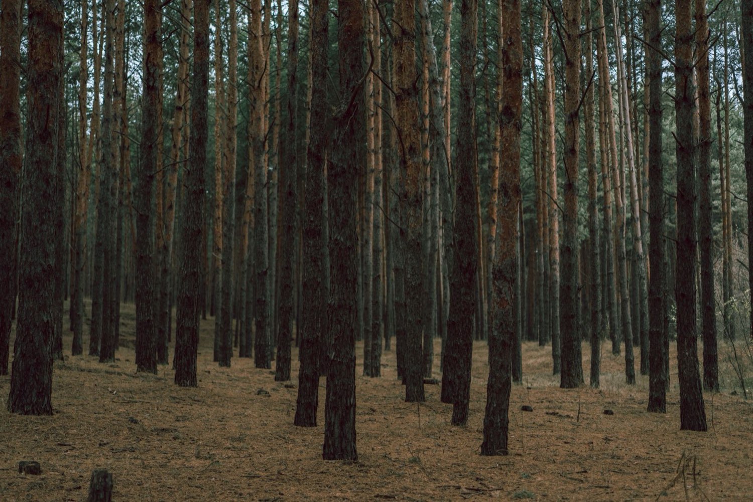 Forest landscape near the Manistee National Forest where Lost Leaf grows