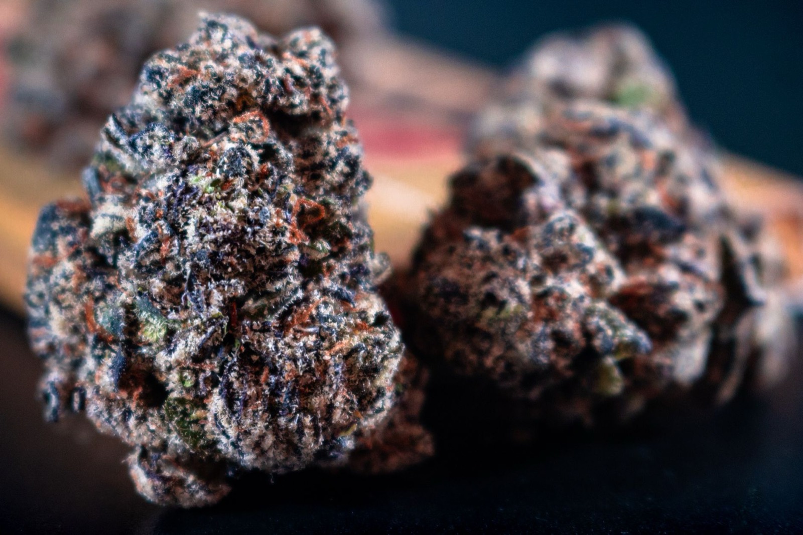 Sake Bomb cannabis bud showing dense structure and orange pistils