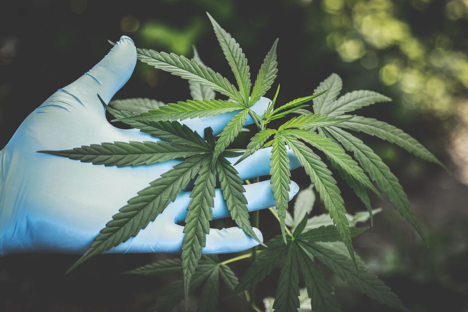 Indoor cannabis grown under controlled environmental conditions