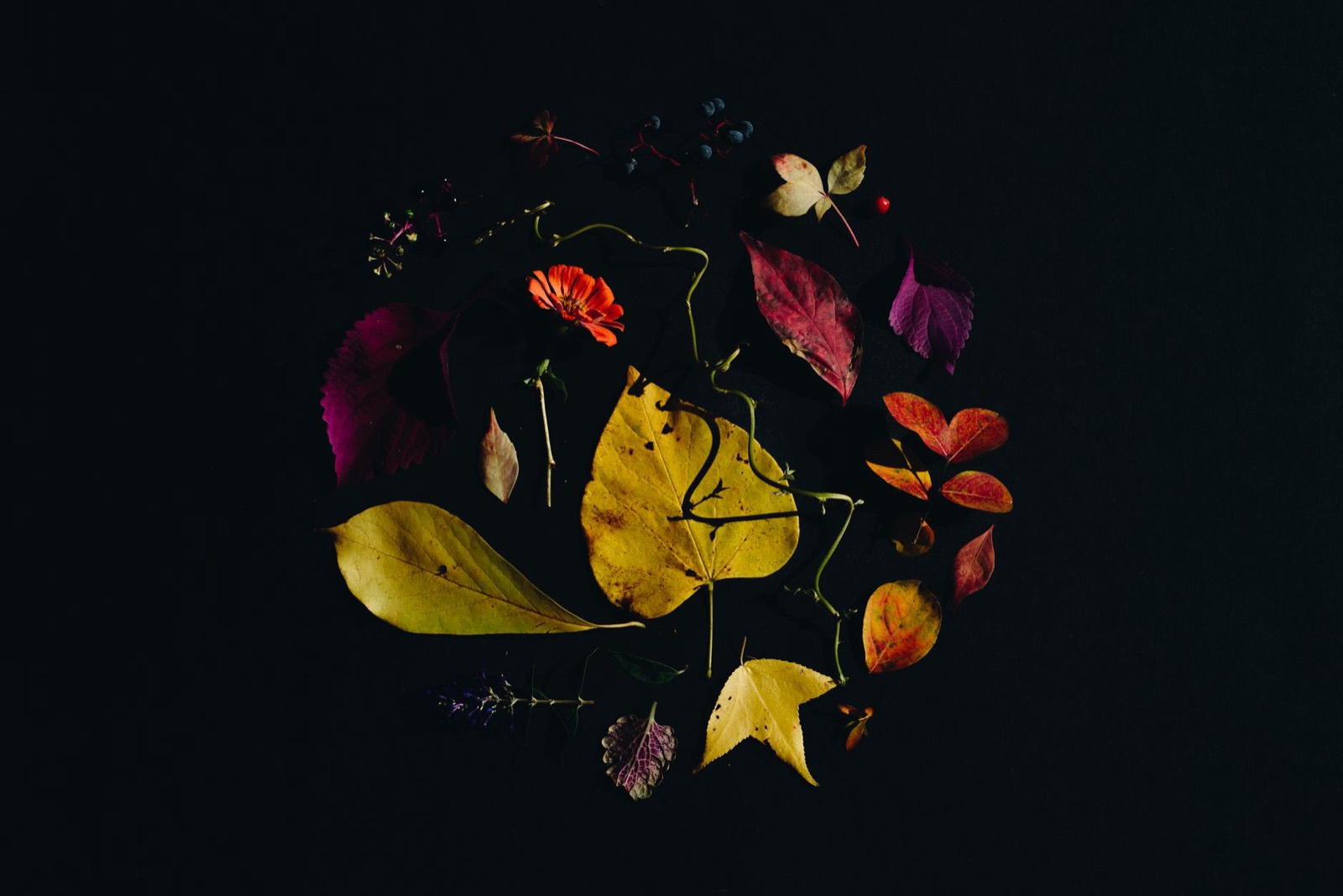 Dark moody botanical still life reflecting the Sarcophagos character