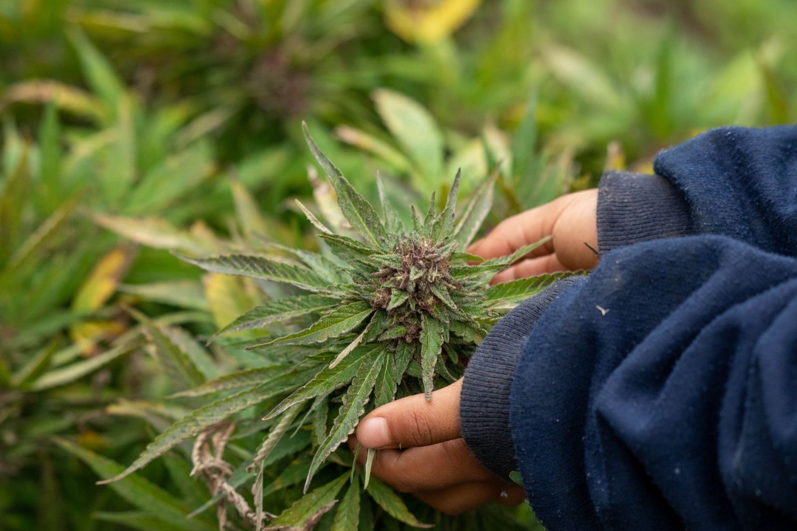 Craft cannabis hand-finished at a small Michigan facility