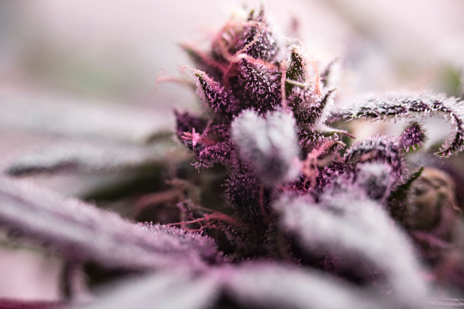 Cannabis flower detail showing dense resin coverage
