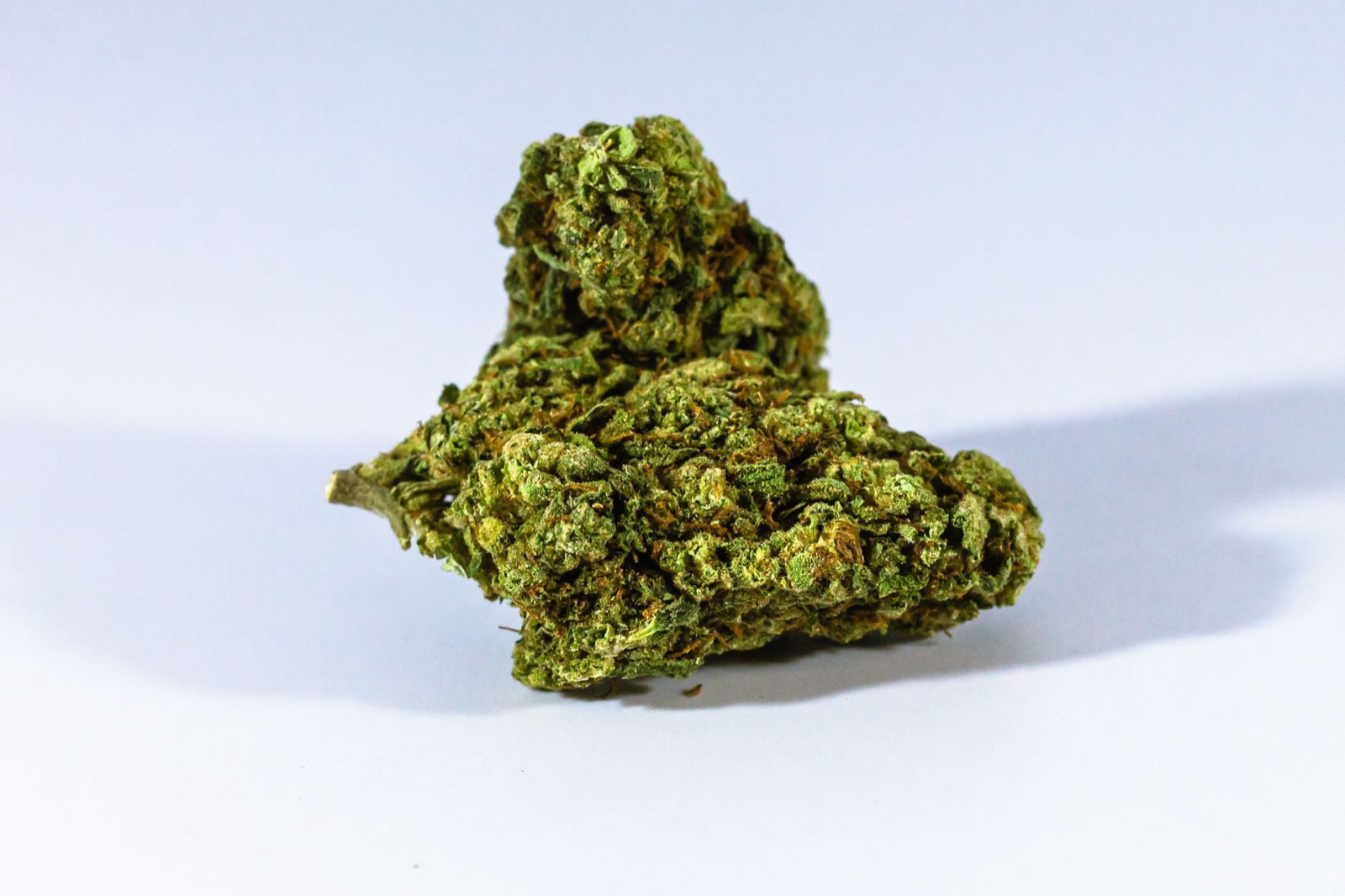 Dense trichome-heavy cannabis flower from the Sherbanger line