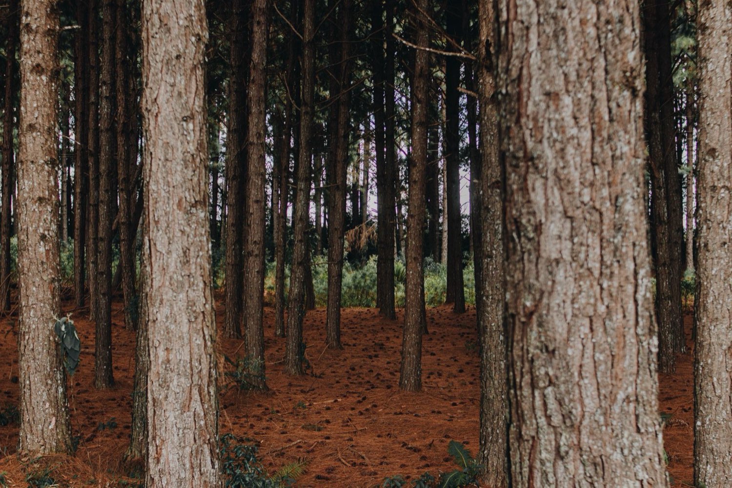 Northern Michigan forest beside the Lost Leaf craft cannabis facility