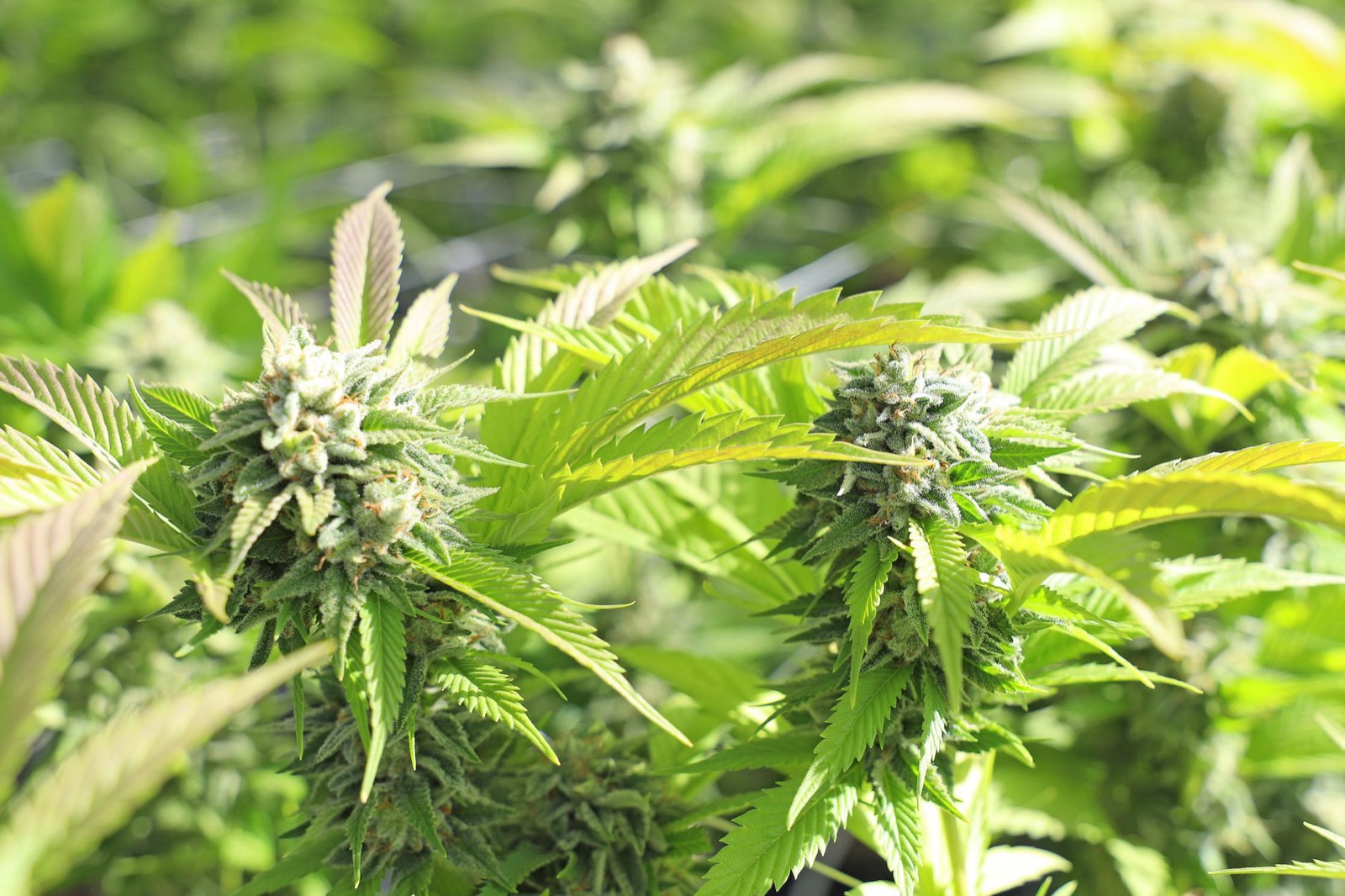 Heavy trichome density characteristic of Sherbanger genetics