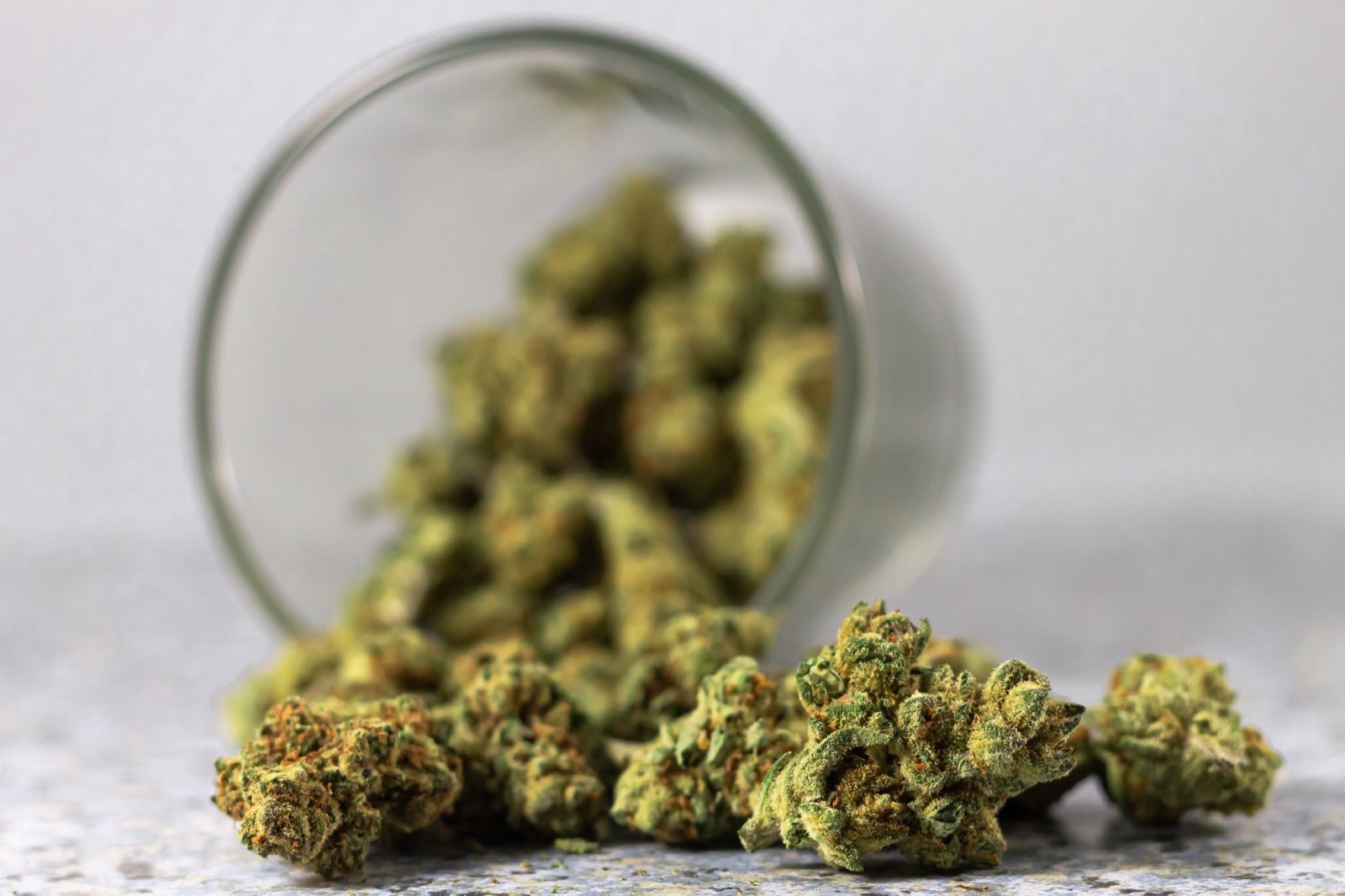 Sherbanger cannabis flower with dense resinous structure