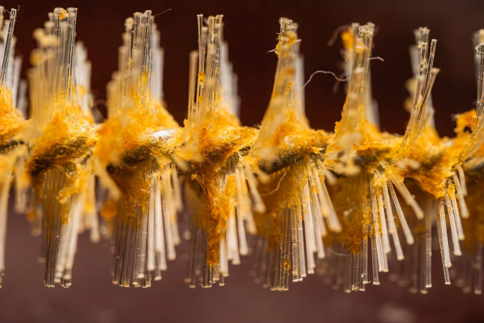 Trichome heads, the material solventless extraction collects