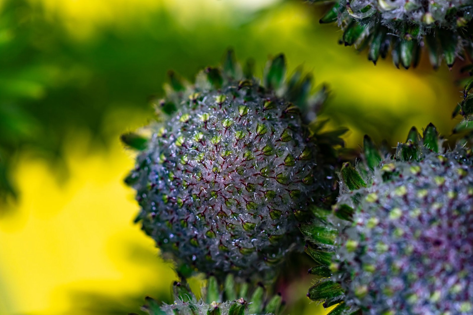 Sour Diesel cannabis flower with moderate density sativa structure