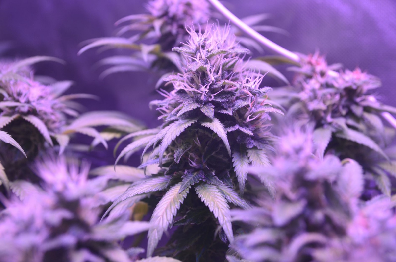 Trichome detail on Sour Diesel cannabis flower