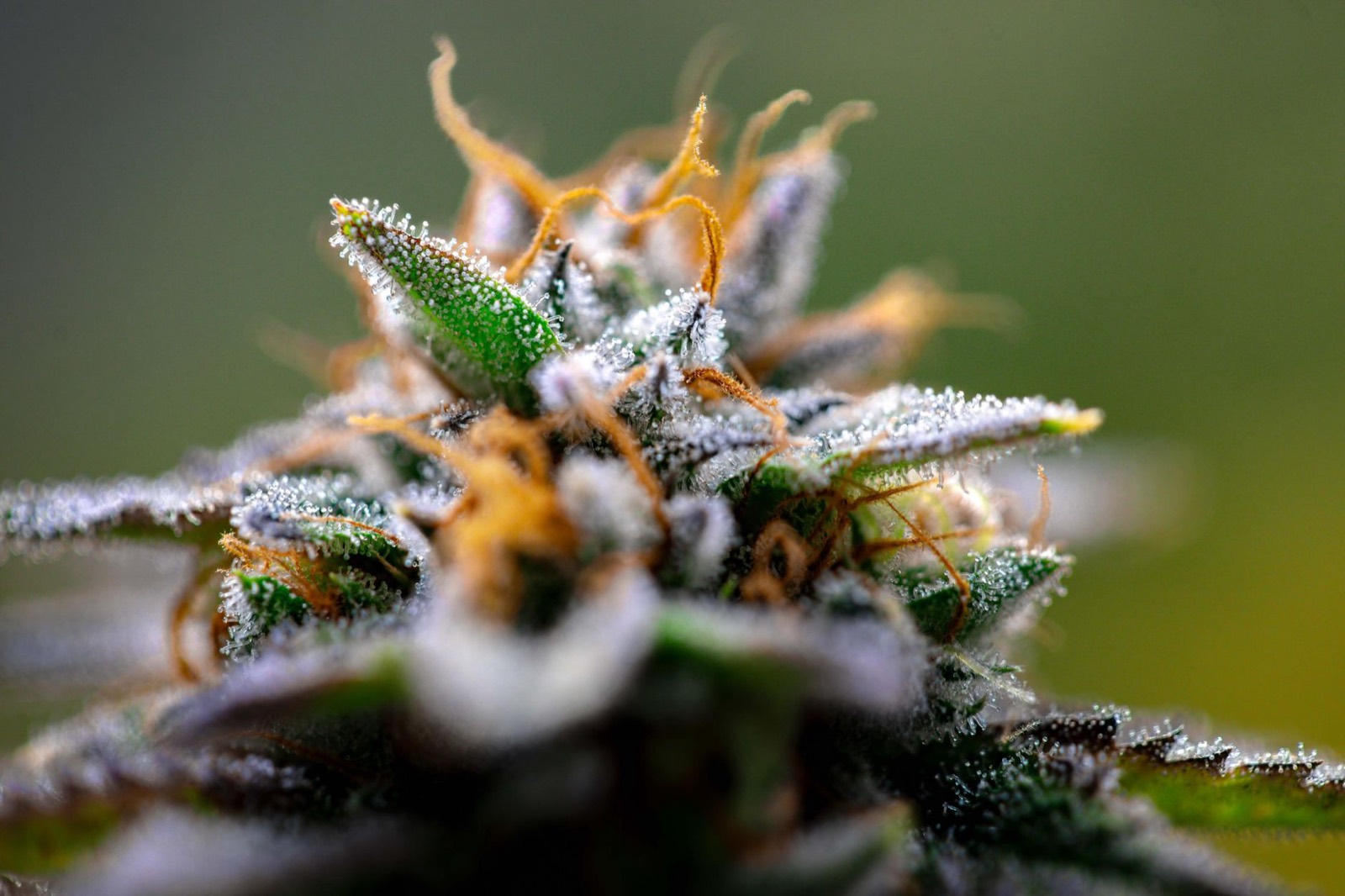 Craft cannabis flower detail showing heavy resin coverage