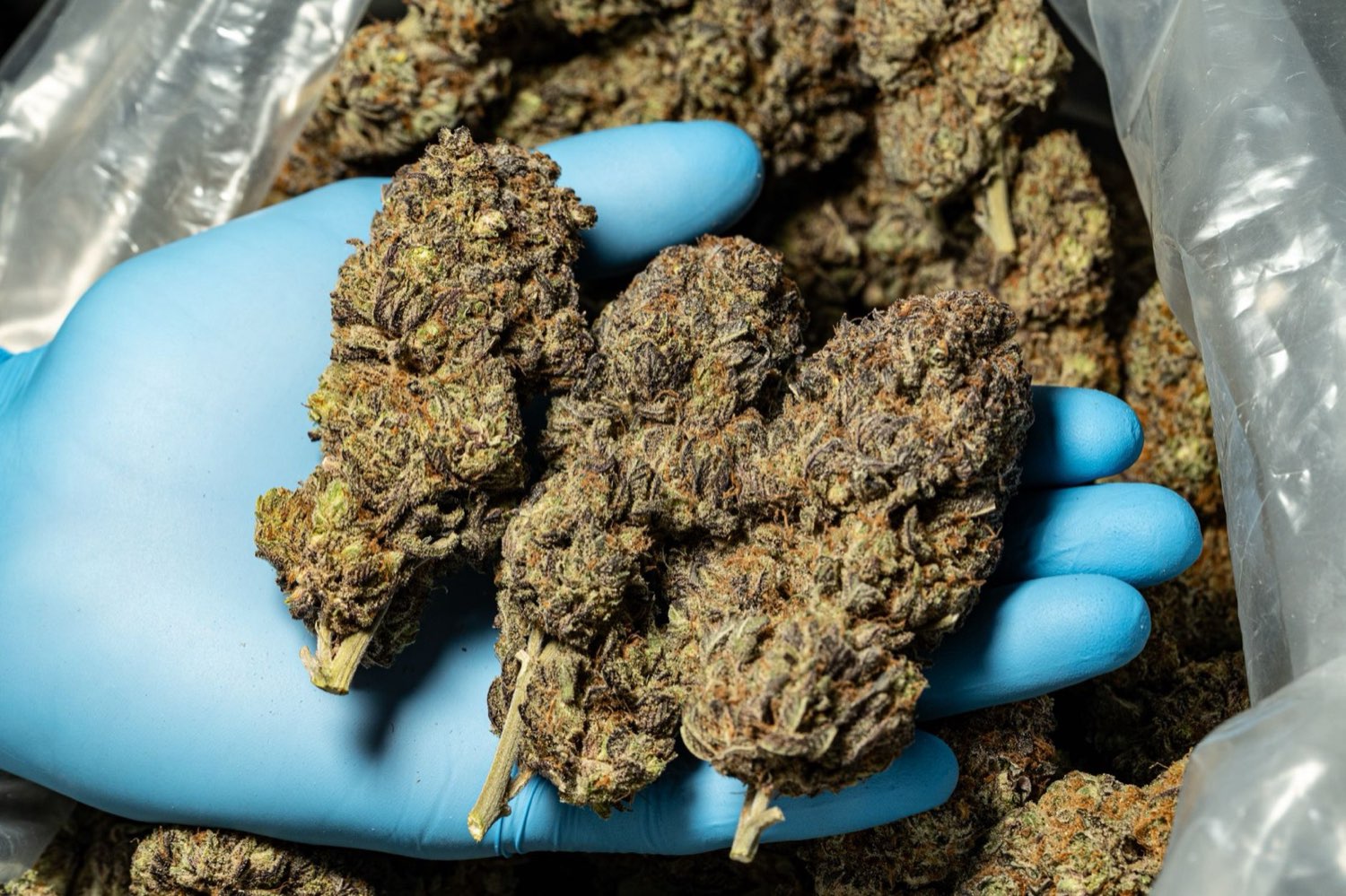 Craft cannabis packaged in-house at a small Michigan facility