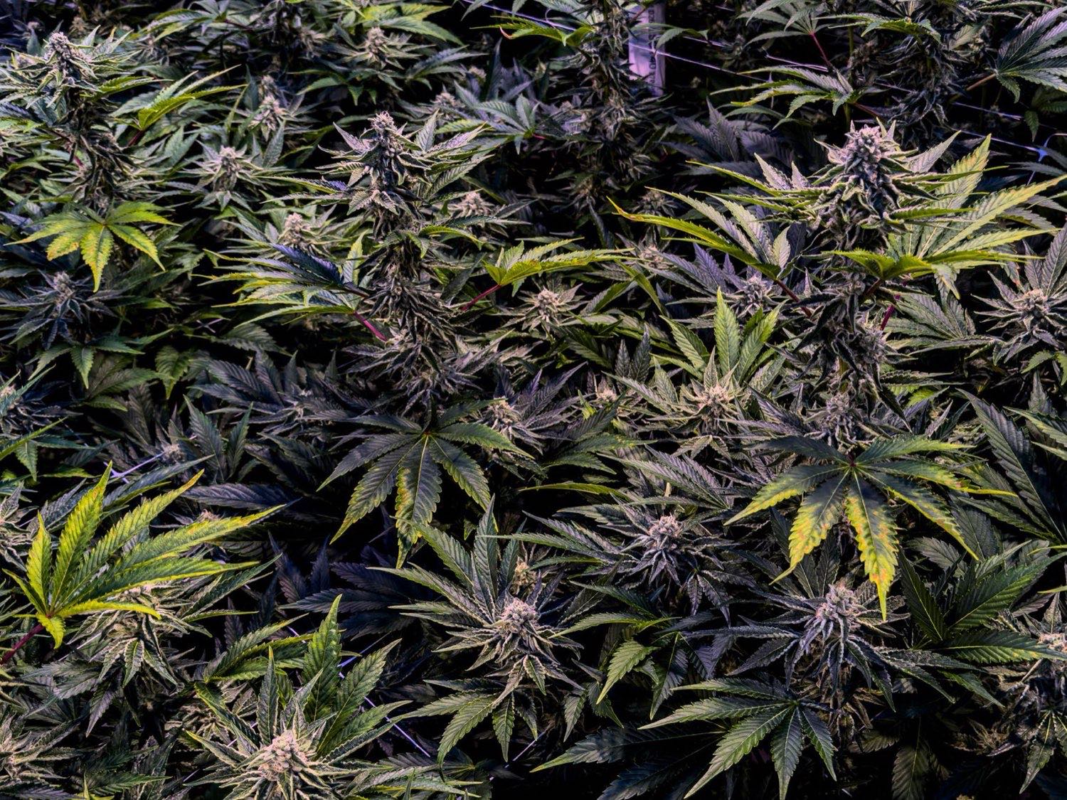 Resin-heavy cannabis flower characteristic of RS11 genetics