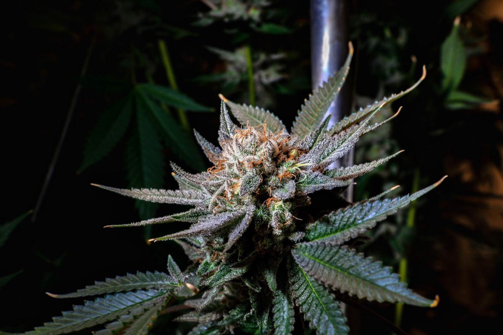 Starbury cannabis flower from the candy phenotype selection