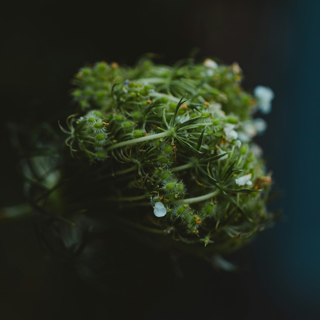 Lost Leaf Cherry Limetta cannabis flower