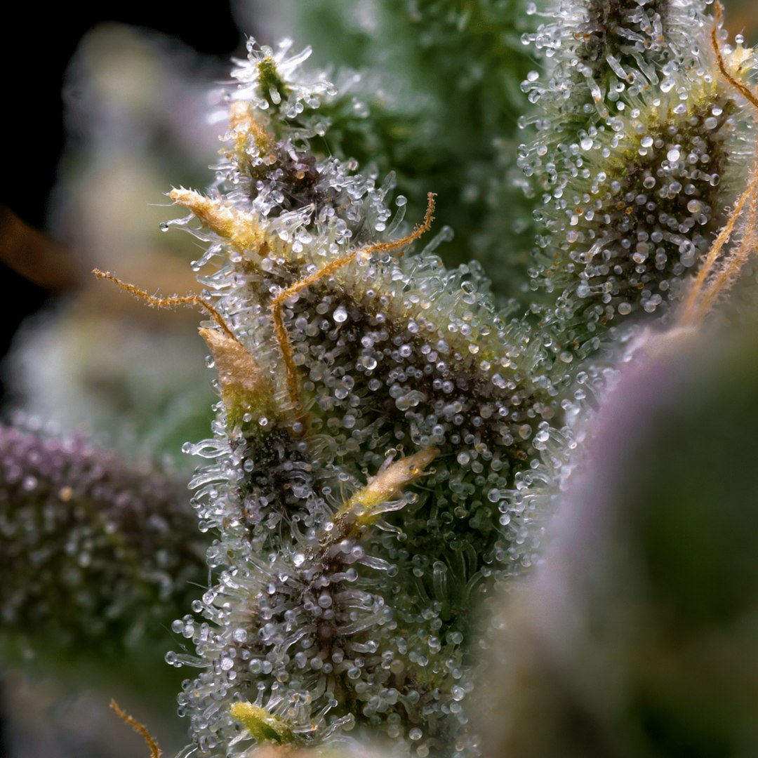 Lost Leaf Sarcophagos cannabis flower