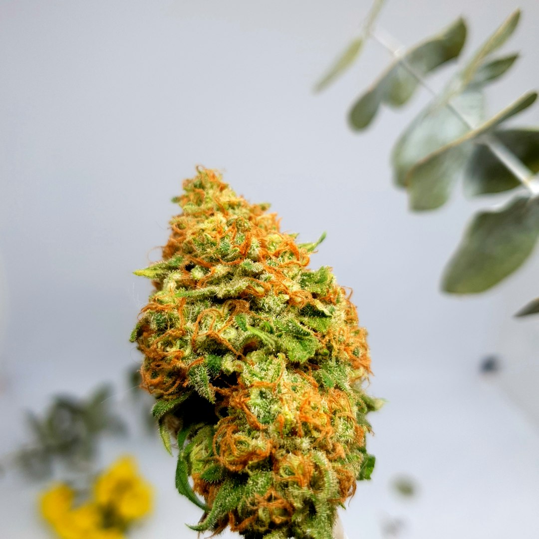 Lost Leaf Lou Bega cannabis flower
