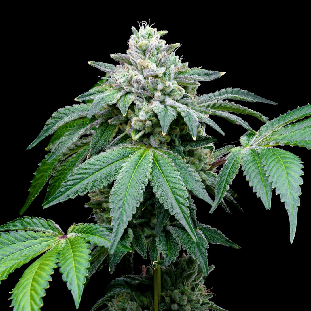 Lost Leaf Starbury cannabis flower