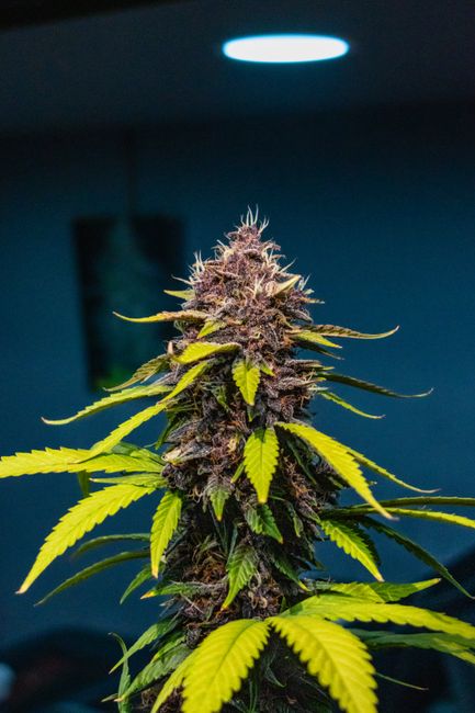 Lost Leaf Baijiu cannabis flower
