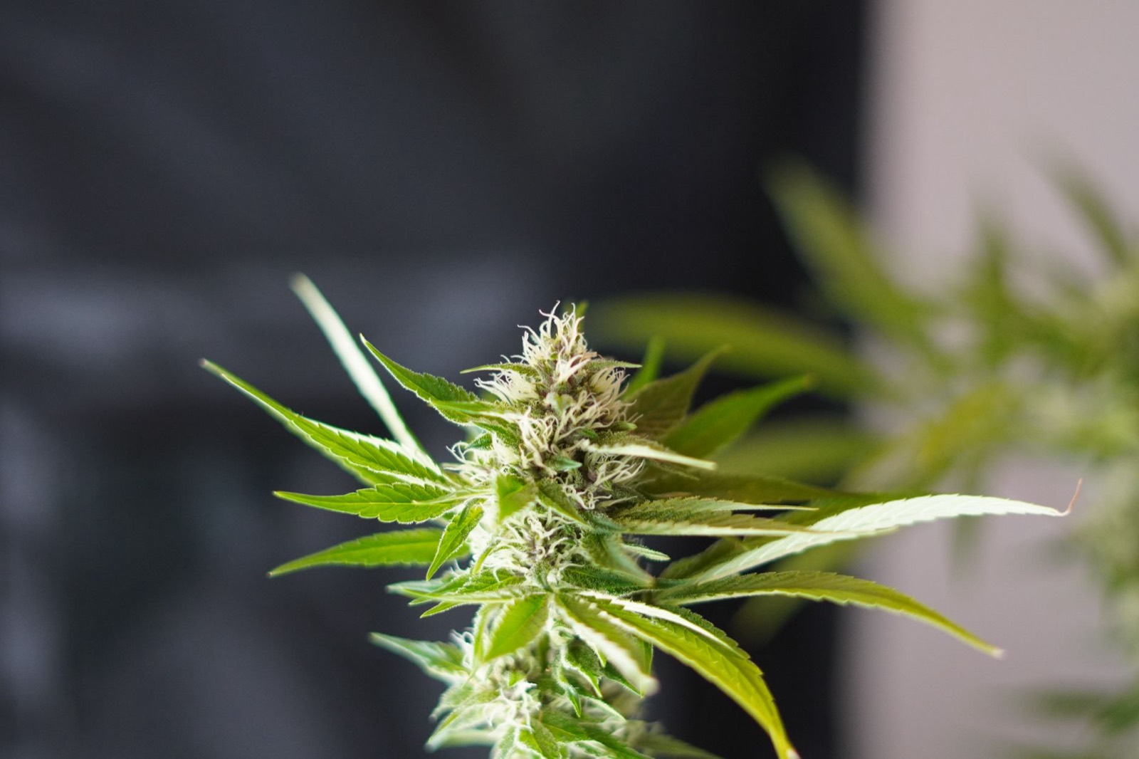 Compact resinous cannabis flower inherited from the Cookies side