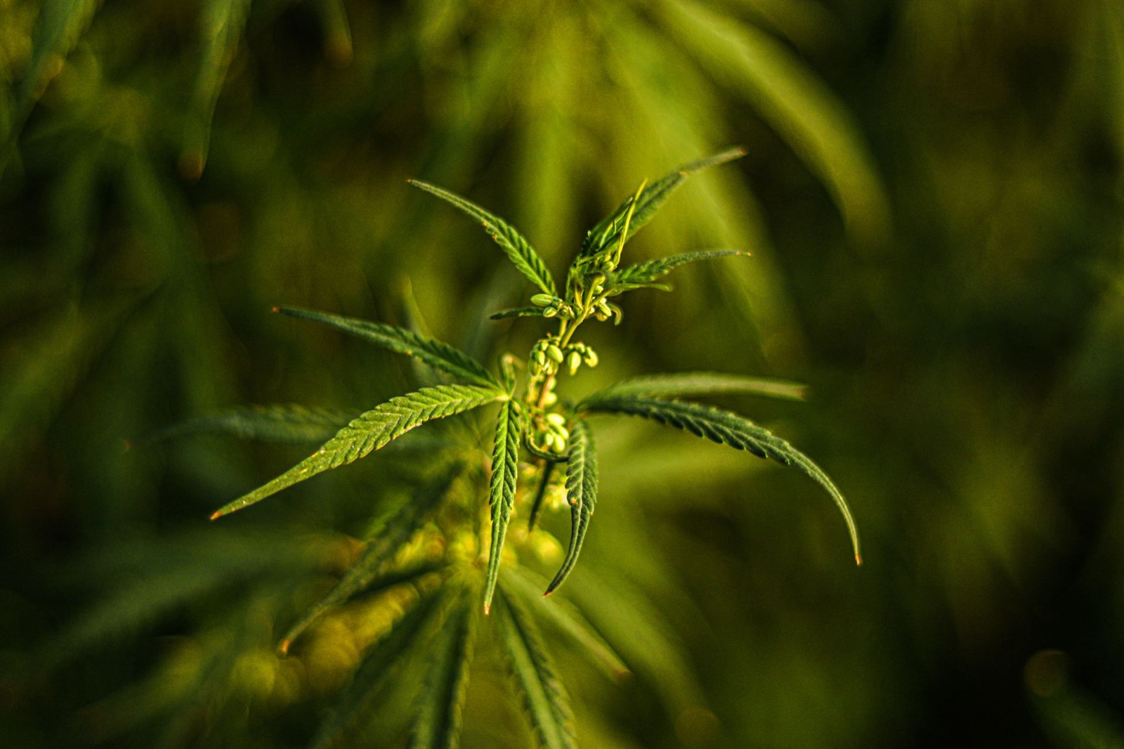 Trichome detail on Sherbet-line cannabis flower