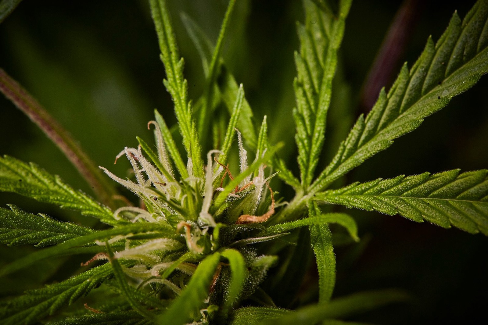Dense resinous flower typical of Z-dominant cannabis cultivars