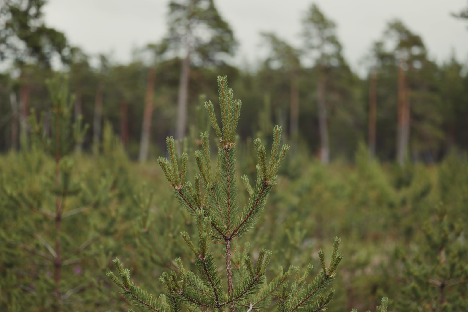 Northern Michigan forest beside the Lost Leaf craft cannabis facility