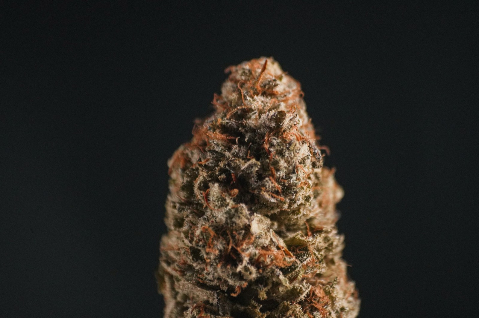Zkittlez cannabis flower showing dense candy-line structure