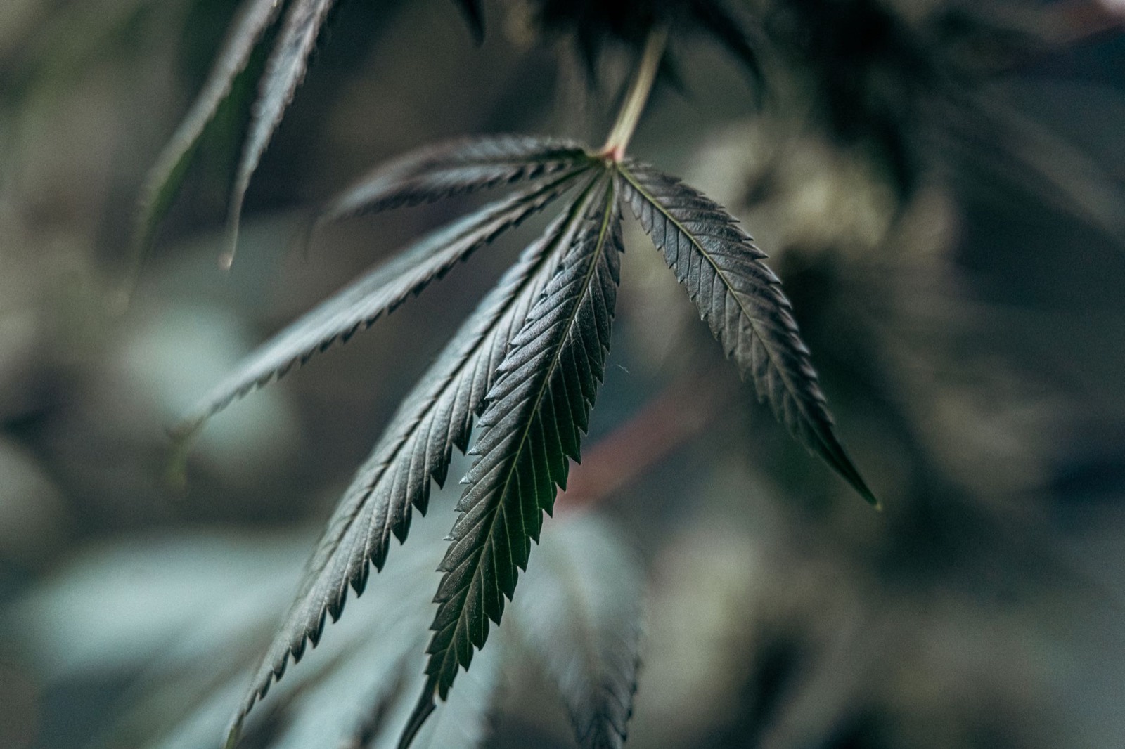Detail of a healthy cannabis fan leaf on a Zookies plant