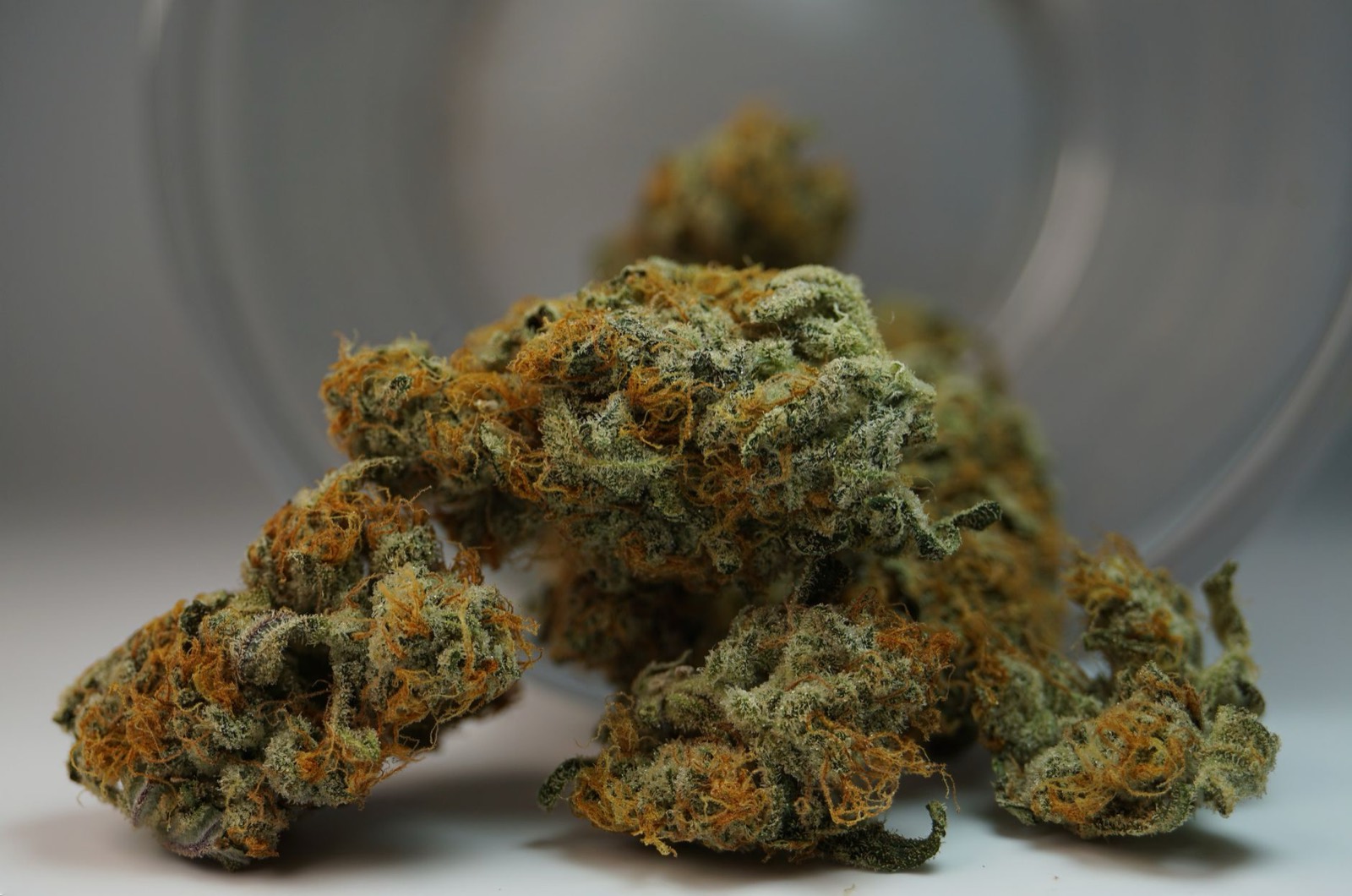 Close-up of dense Zookies-style cannabis buds with visible orange pistils