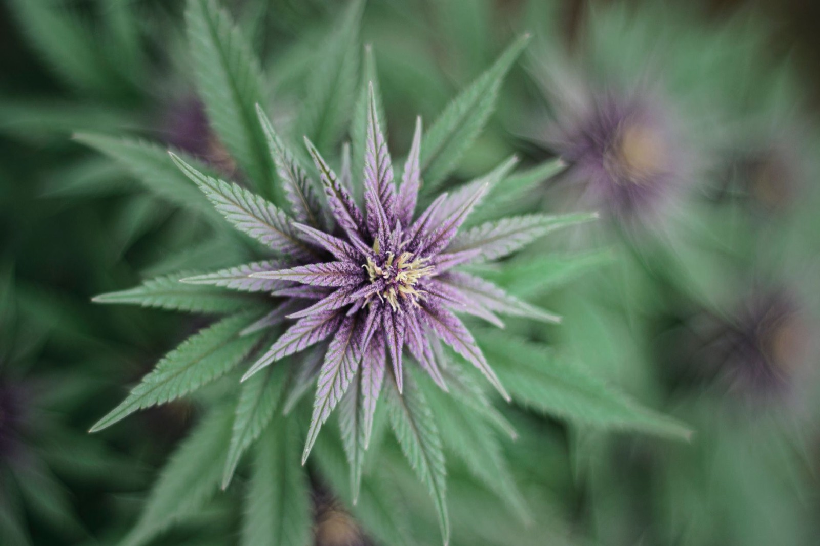 Macro view of cannabis trichomes on a Zookies hybrid flower